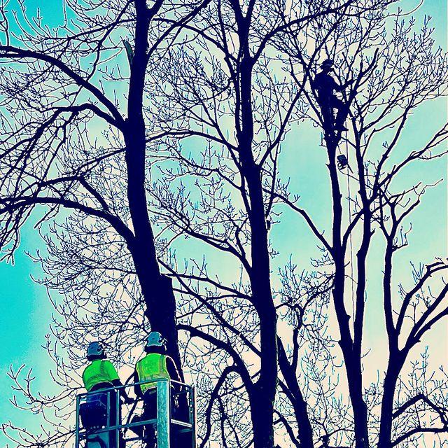 Tree Surgeons - Finchley  - Gallery -  easy platforms